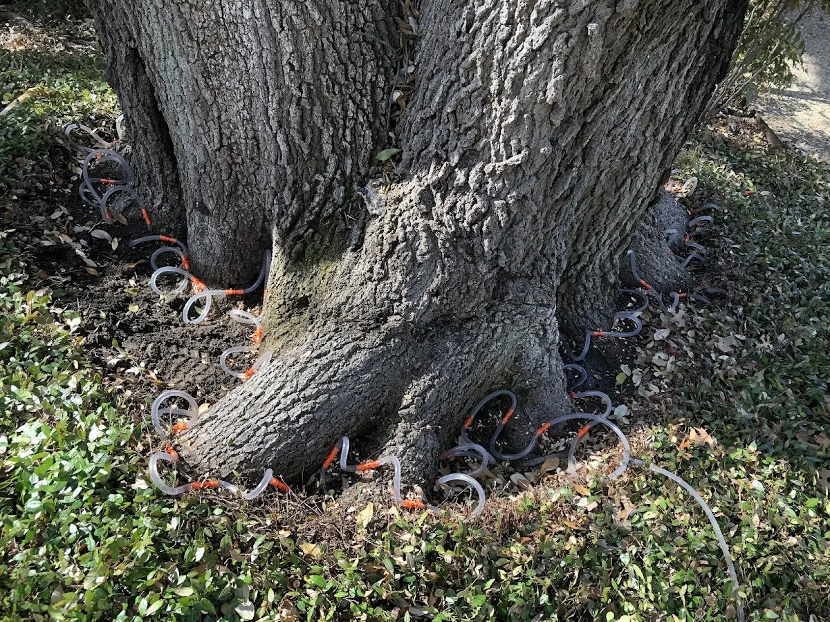 Detailed Tree Cabling and Bracing job site in Genesee